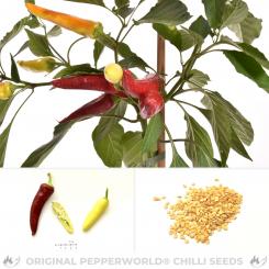 Aji Blanco Cristal Chilisamen 