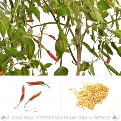 Aji Chinchi Rojo Chili Seeds 