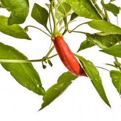 Aji Minas Gerais Chilisamen 