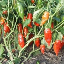Aji Norteño Chilisamen 