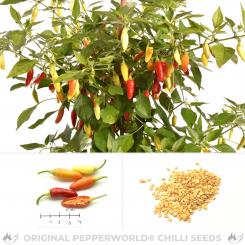 Amachito Rosso Chili Seeds 