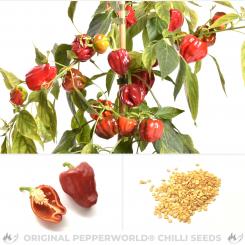Ampuis Chilisamen 