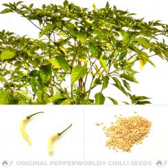 Aribibi Gusano Chilisamen 