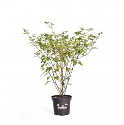 Ayuyo Orange BIO Chilipflanze 