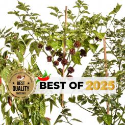BEST OF 2025 BIO Pflanzen-Power-Pack 