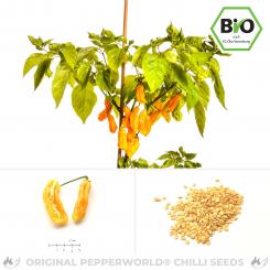 Goronong Organic Chilli Seed 