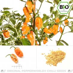 Organic Habanero Orange Chilli Seeds 