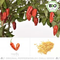 Organic Naga Morich Chilli Seeds 