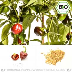Organic Ñora Chilli Seeds 