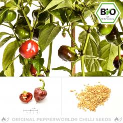 BIO Nora Chilisamen 