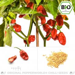 BIO NuMex Suave Red Chilisamen 