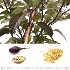 Biquinho purple hot Chilisamen 