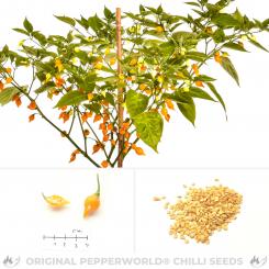 Biquinho Amarelo (Yellow) Chili Seeds 