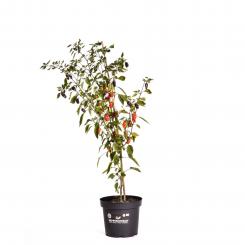Black Scorpion Tongue BIO Chilipflanze 