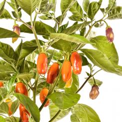 Cajamarca Chilisamen 