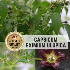 Capsicum Eximium Ulupica LaPaz Chilli seeds 