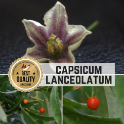 Capsicum Lanceolatum Chilli  Seeds 