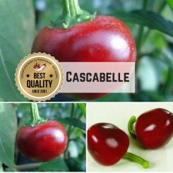 Cascabelle Chilli Seeds 