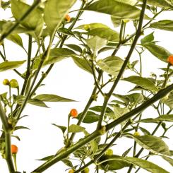 Charapita Orange Chilisamen 