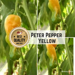 Peter Pepper Yellow Chilli Seeds 