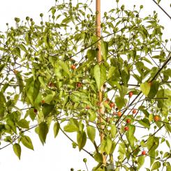 Chiltepin Sonora Red Chilli Seeds 