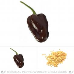 Chocolate Scotch Bonnet Chilisamen 