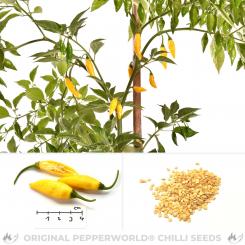 Citron Chilisamen 