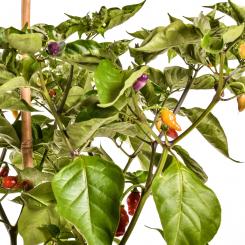 Condors Beak Chilli Seeds 