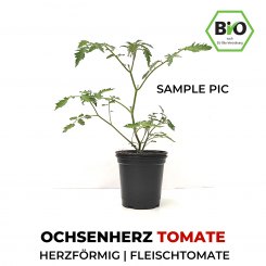 Ochsenherz BIO Tomatenpflanze 