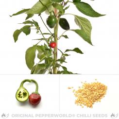 Cumra Cherry Chilisamen 
