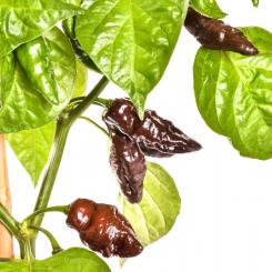 Devil`s Tongue Brown Chilisamen 