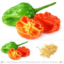 Dorset Naga Orange Chilisamen 