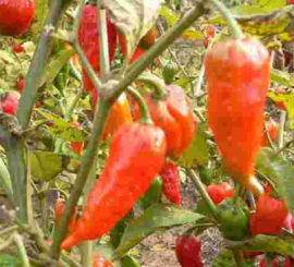Dorset Naga Rosso Chilli Seeds 