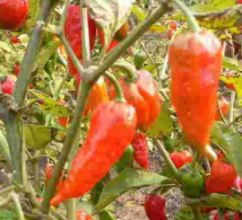 Dorset Naga Rosso Chilisamen 