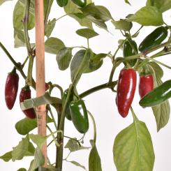Jalapeno Zapotec Chilisamen 