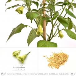 Dulce Sol Chili Seeds 