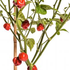 Espiritu Santo Red Chilisamen 