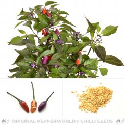 Explosive Ember Chilisamen 