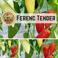 Ferenc Tender Chilli Seeds 