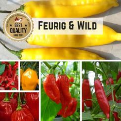 Saat Sortiment "Feurig & Wild" 