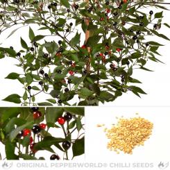 Filius Blue Chilisamen 