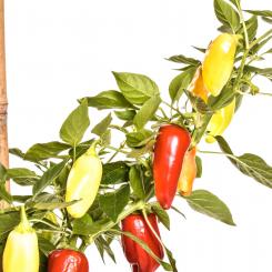 Floral Gem Chilisamen 