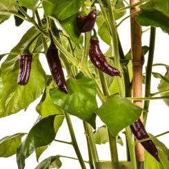 Georgia Black Chilisamen 