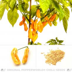 Goronong Chilisamen 