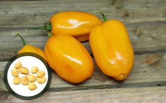 Grenada Seasoning Chilisamen 