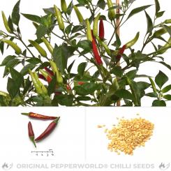Guntur Sannam Chili Seeds 
