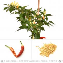 Gyertyalang Chilisamen 