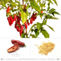 Habanero Mora Chili Seeds 
