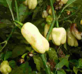 Habanero Bianco Chilisamen 