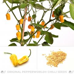 Habanero Golden Chilisamen 
